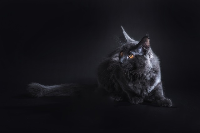 čierna mačka.jpg